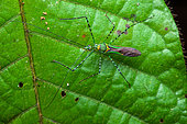 Assassin bug (Zelus annulosus) on a leaf, Saut Maripa, French Guiana