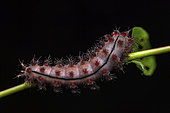 Saturniid moth (Saturnidae sp) caterpillar on black background, Saut Maripa, French Guyana