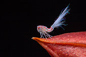 Lantern fly (Nogodinidae sp) nymph on black background, Saut Maripa, French Guyana
