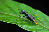 Cayenne Forest Tiger Beetle (Odontocheila cayennensis) on a leaf, Saut maripa, French Guiana