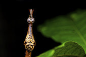 False Stick Insect (Proscopia sp) portrait, Saut Maripa, French Guiana