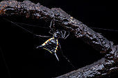Micrathena (Micrathena pungens) sur fond noir, Saut Maripa, French Guiana