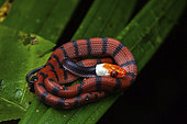 Red vine snake (Siphlophis compressus) young, Saut Maripa, French Guiana