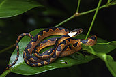 Banded cat-eyed snake (Leptodeira annulata) young on a leaf, Saut Maripa, French Guiana