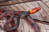 Red vine snake (Siphlophis compressus) on a leaf, Saut Maripa, French Guiana