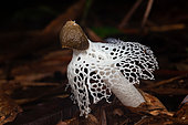 Basket Stinkhorm Mushroom (Phallus merulinus), Saut Maripa, French Guiana