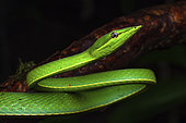 Green Vine Snake (Oxybelis fulgidus) portrait, Montagne de Fer, French Guiana