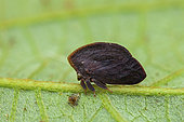 Leaf treehopper (Stegaspis fronditia) male on a leaf, Montagne de Fer, French Guiana