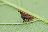 Treehopper (Enchenopa squamigera) on a leaf, Montagne de Fer, French Guiana