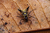 Micrathena (Micrathena acuta) on a leaf, Montagne de Fer, French Guiana
