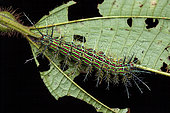 Saturniid moth (Pseudoautomeris sp) on a leaf, Montagne de Fer, French Guiana