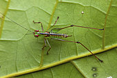 Katydid Bushcricket (Phlugiola sp) on a leaf, Montagne de Fer, French Guiana