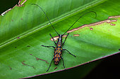 Weevil (Hypselotropis pustulata) on a leaf, Montagne de Fer, French Guiana
