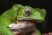 Monkey Frog (Phyllomedusa bicolor) portrait, Montagne de Fer, French Guiana