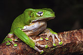 Monkey Frog (Phyllomedusa bicolor) at rest, Montagne de Fer, French Guiana