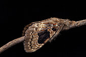 Oak moth (Euglyphis cf. riphea) on a twig, Montagne de Fer, French Guiana