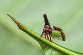 Treehopper (Lycoderides cf luteus) on a leaf, Montagne de Fer, French Guiana