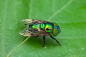 Hoverfly (Ornidia obesa) on a leaf, Montagne de Fer, French Guiana
