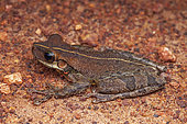 Giant Broad-headed Treefrog (Osteocephalus taurinus) on ground, Montagne de Fer, French Guiana