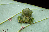 Crab spider (Epicadus dimidiaster) on a leaf, Montagne de Fer, French Guiana