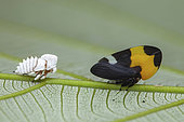 Treehopper (Phyllotropis fasciata) and exuviae, Montagne de Fer, French Guyana