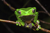 Monkey Frog (Phyllomedusa bicolor) portrait, Petit Saut, French Guiana
