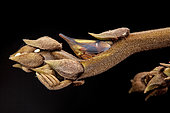 Treehopper (Enchenopa concolor) among the buds, Monkey Mountain, French Guiana