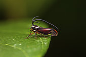 Bizarre treehopper (Stylocentrus ancora) on a leaf, Montagne des Singes, French Guiana