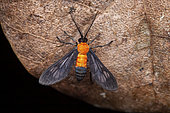 Holophaea moth (Holophaea vesta) on leaf, Saramaca, French Guiana