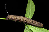 Sphinx moth (Isognathus sp) caterpillar on a leaf, Saramaca, French Guiana
