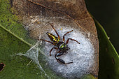 Araignée sauteuse (Lurio sp) sur son cocon, Saramaca, Guyane Française