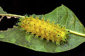 Ulamia moth (Ulamia sp) caterpillar on a leaf, Saramaca, French Guiana