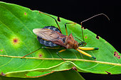 Assassin bug (Ploeogaster sp) on a leaf, Saramaca, French Guiana