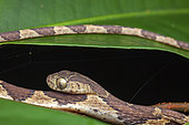 Blunt-headed treesnake (Imantodes cenchoa) on a leaf, Saramanca, French Guiana