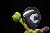 Treehopper (Membracis foliatafasciata) on a bud, Crique Canceler, French Guiana