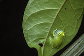 Glassfrog (Hyalinobatrachium cappellei) male singing, Montagne des Singes, French Guiana