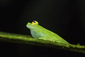 Grenouille de verre (Hyalinobatrachium cappellei) mâle chantant, Montagne des Singes, Guyane Française