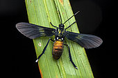 Macrocneme moth (Macrocneme lades ?) on a leaf, Saramaca, French Guiana