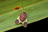 Trichromia moth (Trichromia aurantiipennis) on a leaf, Sramaca, French Guiana