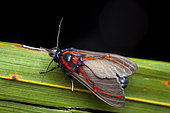 Himerarctia moth (Himerarctia docis) on a leaf, Saramaca, Guyane Française