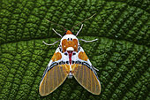 Idalus moth (Idalus critheis) on a leaf, Saramaca, French Guiana