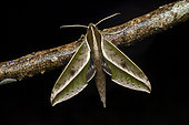 Amadis Sphinx (Xylophanes amadis) on a twig, Saramaca, French Guiana