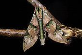 Eumorpha Sphinx (Eumorpha capronnieri) on a twig, Saramaca, French Guiana