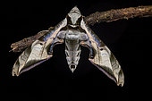 Sphinx (Protambulyx goeldii) on a twig, Saramaca, French Guiana