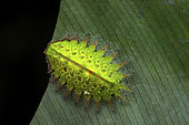 Slug moth (Natada sp) caterpillar with parasite eggs, Saramaca, French Guyana