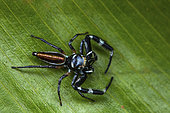 Araignée sauteuse (Lurio sp) sur une feuille, Saramaca, Guyane Française