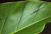 Katydid (Eumecopterus incisus ?) nymph on a leaf, Kaw, French Guiana