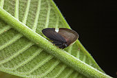 Treehopper (Membracis tectigera) on a leaf, kaw, French Guiana