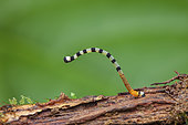 Geometer moth (caterpillar, Kaw, French Guiana