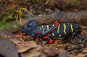 Grasshopper (Monachidium lunum) female laying eggs, Kaw, French Guyana